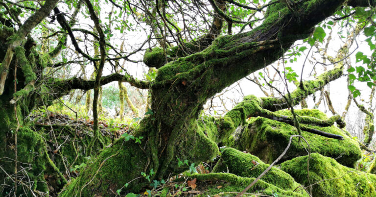 Na Bretha Comaithchesa