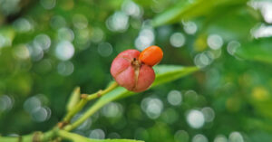  An Feoras Seapánach Euonymus japonicus