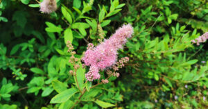  Na Brídeacha Spiraea spp