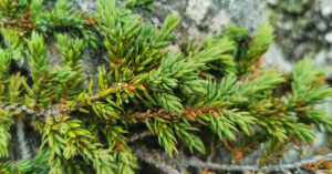 Duilleoga Buaircíneacha