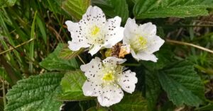  An Eithreog Rubus caesius