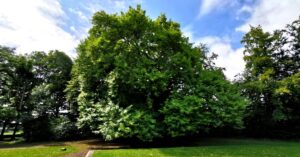  An Plána Oirthearach Platanus orientalis