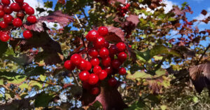 Torthaí agus Síolta