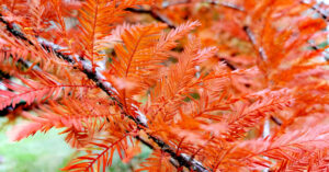 An Chufróg Eanaigh Taxodium distichum