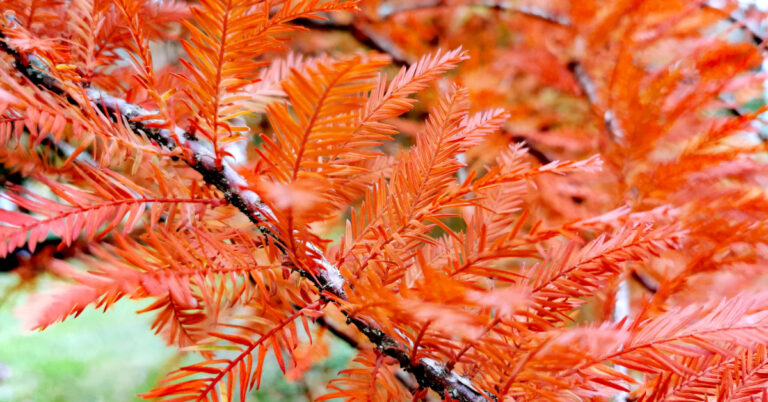  An Chufróg Eanaigh Taxodium distichum
