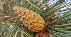  An Péine Dubh Pinus nigra