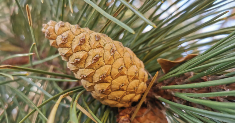  An Péine Dubh Pinus nigra