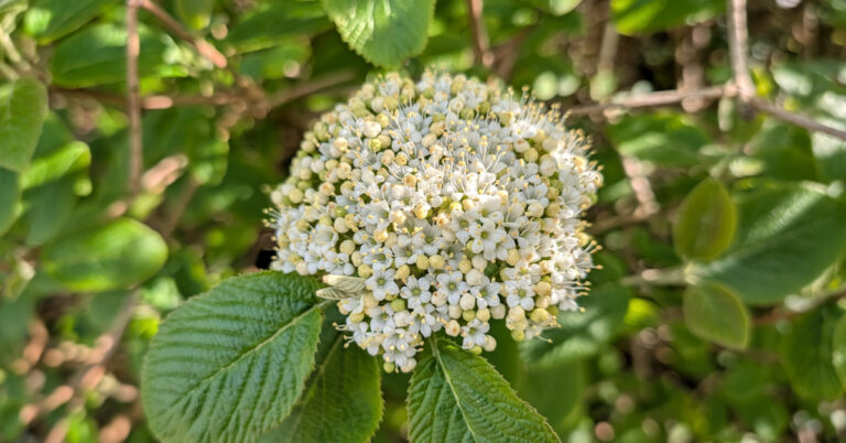  An Chraobh Fhiáin Viburnum lantana
